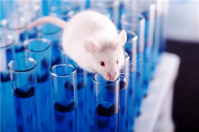 大中小型動物實驗